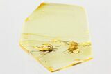 Two Detailed Fossil True Midges (Chironomidae) in Baltic Amber #381498-1